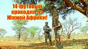 14-футовый крокодил из Южной Африки!