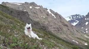 День снежного барана - 27. 06. 2025 г.