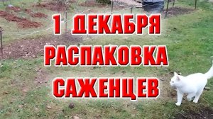 1 декабря. Распаковка саженцев