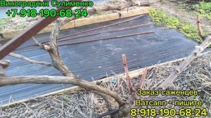 Обрезка винограда на рожки.