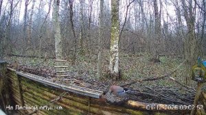 LIVE: На лесной опушке. Природа онлайн