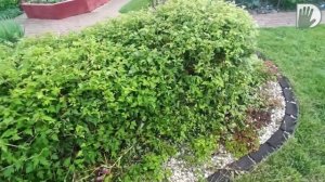 Видео журнал "СОФ №86" История САДа для СЕБЯ с зеркалом, перголами, фальш-окнами и ...