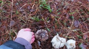 Грибные новости от 30 ноября 2025 г. / Смоленская обл.