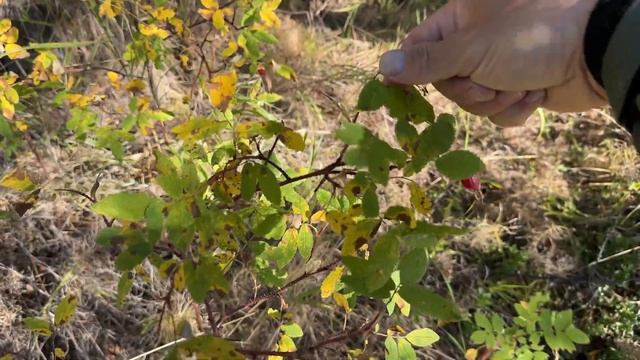 15 ДНЕЙ В ЛЕСУ: УТОПИЛИ МАШИНУ  ДОБЫЛИ МНОГО ЕДЫ  ЛОВУШКИ НА РЕКЕ
