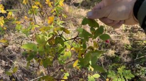 15 ДНЕЙ В ЛЕСУ: УТОПИЛИ МАШИНУ | ДОБЫЛИ МНОГО ЕДЫ | ЛОВУШКИ НА РЕКЕ