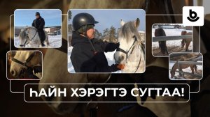 Һайн хэрэгтэ сугтаа! Иппотерапия