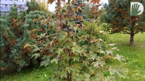 Видео журнал «Сады в отличной форме №68» Внимание – ЭКСКЛЮЗИВ! Новый авторский сад.