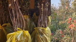 «Шуробод — ба пеш! 🍎
Пинк Леди ва Голд Делишес — интихоби зебо, маззаи аъло ва сифати баланд!
Барои