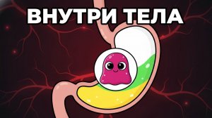 Внутри Вашего тела. Путешествие по пищеварительной системе. простая анатомия