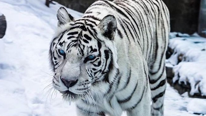 Дикая природа: Белоснежный Самурай. Бенгальский тигр.