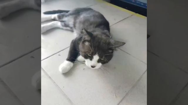 Биткоин кот анимация