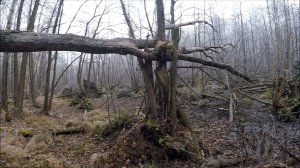 Охота на куницу. Обход путика (Будни охотника и рыбака)