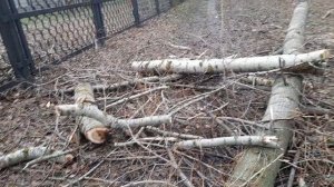 1000055304.mp4. 🖋️🚀УТРО С НАМИ И ХВОСТАМИ💃🔥 МОИ БУДНИ 🖋️🚀