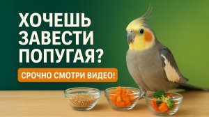 НЕ ЗАВОДИ ПОПУГАЯ! Пока не посмотришь это видео.