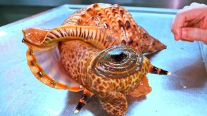 Удивительно! Гигантская морская улитка, жареные кровяные моллюски — вьетнамские морепродукты