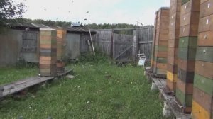 Сила отводков первого поколения и количество лётной пчелы в гл. медосбор.