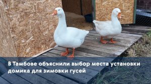 В Тамбове объяснили выбор места установки домика для зимовки гусей