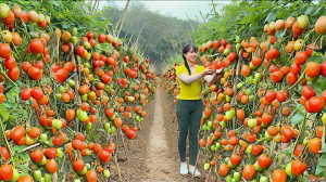 Сбор урожая свежих помидор для продажи на деревенском рынке.