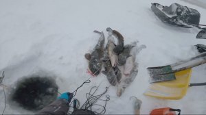 Рыбалка у чëрной дыры. Ловля налима. Пятнадцатая серия.