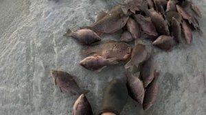 ЭТО ЛУЧШАЯ РЫБАЛКА в ЖИЗНИ ! ЗАБРАЛИСЬ в КАМЫШИ ГДЕ ТОННА РЫБА ВМЕСТО ДНА ! ЖИВЁМ на ЛЬДУ в ПАЛАТКЕ!