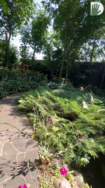 Растения для ГЛУБОКОЙ тени: хосты, папоротники, роджерсии. #youtubeshorts #сад #дача #design смотреть онлайн