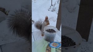 Кушать прибежал