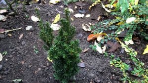 Обзор тисов в моём саду. 23 ноября 2025.