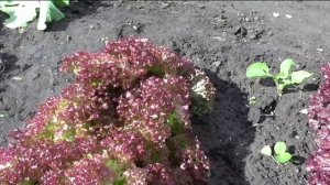 Салат ЗАБАВА