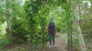 Видео журнал "СОФ №75" УНИКАЛЬНЫЙ АВТОРСКИЙ САД к.б.наук Александра Чечурова