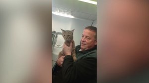 Кота Федоса, сбежавшего в поезде и проехавшего более 6000 км, вернули хозяевам