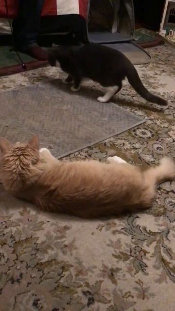 Санкт-Петербург. 01.12.2025. Котёнок Тортик в гостях у Персика. Развлекаем гостя. Эпизод 3