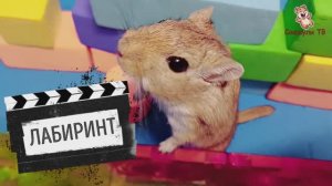 УМНАЯ ПЕСЧАНКА-ХОМЯК ГУЛЯЕТ ПО ЛАБИРИНТУ ДЛЯ ДЕТЕЙ!