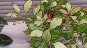 Хойи.Фитильный полив. Разные мнения.