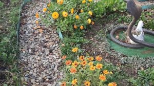 Обзор цветника на 1 декабря.