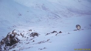 Алтайские улары в Сайлюгемском нацпарке