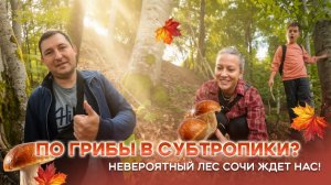 Грибалка в Сочи #грибы #грибалка #сочисегодня #жизньвсочи