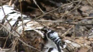 Малый двухцветный дятел