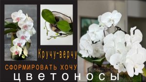 Цветоносы орхидей «взакрутку» и не только! Формирование, начальные стадии