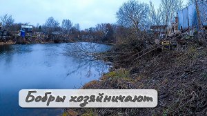 Бобры хозяйничают Сок из тыквы