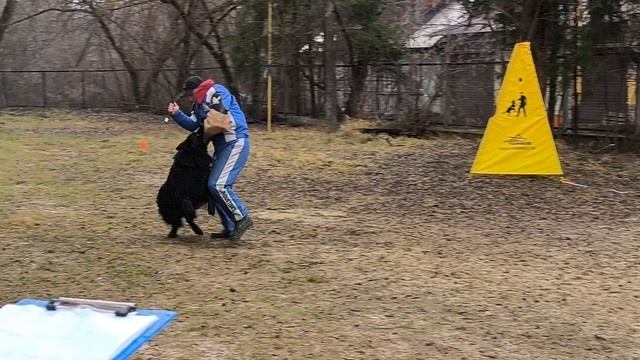 8.  выражено/пож GARRY FIRST OF THE BEST (TZW Richard Bold – Diva La Viva First First Of The Best)