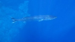 Барракуда почистилась и уплывает в синьку