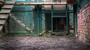 Отловленные в Хабаровском крае тигрицы обживаются в Московском зоопарке