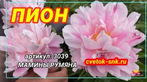 Сеянец Анны Ворошиловой "Мамины румяна"/Сад Ворошиловой