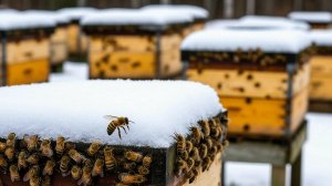 ноябрь 2025 А как же поживают наши пчелы.