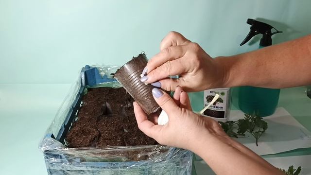 ВЕСТИ ИЗ ТЕПЛИЦЫ. СНИМАЮ  ЦЕННЫЕ ЧЕРЕНКИ НА УКОРЕНЕНИЕ.