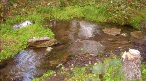 Добываю самородное Золото из родника!