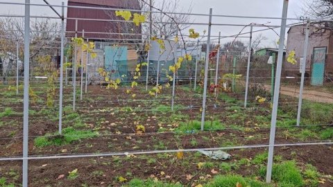 НАШ ВИНОГРАДНИК