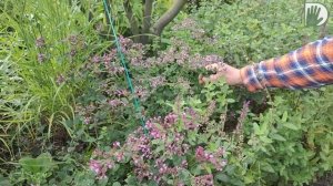 Видео журнал "СОФ №85" ШИКАРНАЯ ОСЕНЬ в саду у Анатолия ШАХОВА. Пример дизайна МАЛЕНЬКОГО САДА.