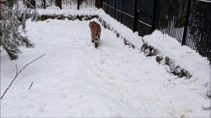 Дальневосточные леопарды Нала, Кадрон и Хлоя 27.11.2025