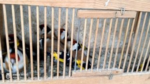 отбор щеглов- 3 часть